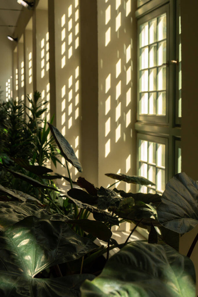 Zavřít palmový list vedle starého okna. Abstraktní minimální design interiéru pozadí dekor šablony mockup. Koncept ekologie exotických rostlin. Zeleným oknem pronikají teplé opálené sluneční stíny. Estetické zelené rostliny v botanické zahradě vnitřní - Fotografie, Obrázek
