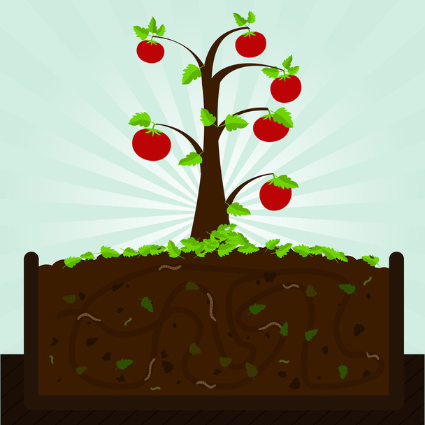 Tomato tree and compost - Vector, Image