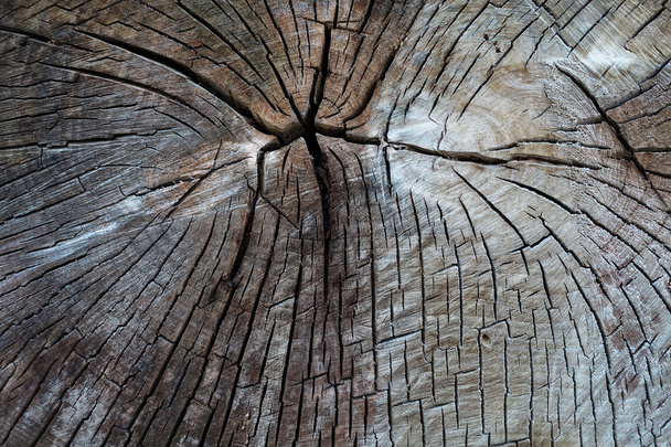 木材の背景。木のテクスチャー カットの木の幹、クローズ アップ - 写真・画像