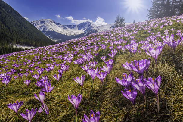  Frühlingskrokusse in der Tatra, Polen - Foto, Bild