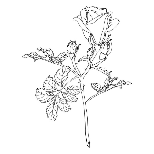 Flores de rosas silvestres con hojas. Línea de tinta negra ilustración dibujada a mano para invitaciones de tarjetas, logotipos o bodas. Elegancia vector, aislado sobre fondo blanco - Vector, imagen