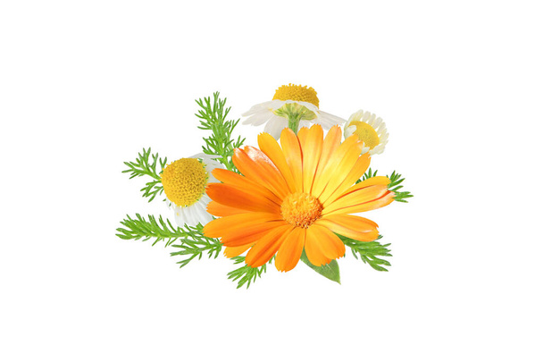 Calendula officinalis ja chamaemelum nobile kukkia ja lehtiä nippu eristetty valkoinen. Valkoinen päivänkakkara ja potin kehäkukka kukassa. - Valokuva, kuva