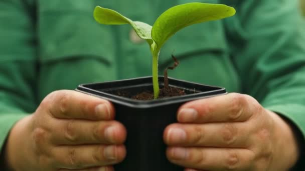 Landwirt hält ein Blatt kultivierter Gurkensetzlinge in der Hand, die im Plastiktopf wachsen. Landwirtschaft, Gartenbau oder ökologisches Konzept. Hochwertiges FullHD-Filmmaterial - Filmmaterial, Video