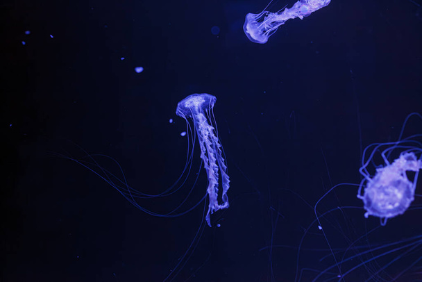 underwater photos of jellyfish chrysaora achlyos jellyfish black sea nettle close-up - Photo, Image