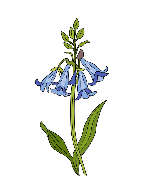 Bluebells άγρια λουλούδια διάνυσμα πολύχρωμη εικόνα. Βοτανικός χρωματιστός σχεδιασμός περιγράμματος, κλιματισμός. Απομονωμένα σε λευκό φόντο. - Διάνυσμα, εικόνα