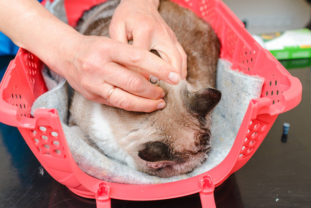 Ένας κτηνίατρος εκτελεί μια διαδικασία καταστολής σε μια γάτα από ψύλλους γάτας. - Φωτογραφία, εικόνα