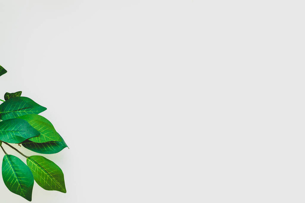 Groene bladeren op een witte achtergrond. Lichte, witte achtergrond met groene bladeren. frame van groene twijgen, liggend op een witte achtergrond. Kopieerruimte - Foto, afbeelding