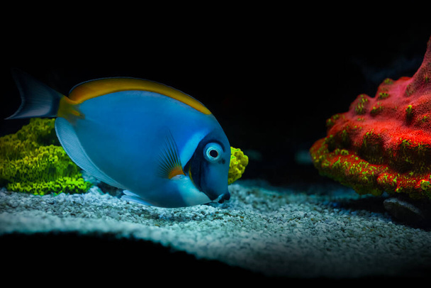 Yksi mielenkiintoisimmista kaloista veden alla. Sininen puuteri Tang. Acanthurus leucosternon. Luonnon tausta. - Valokuva, kuva