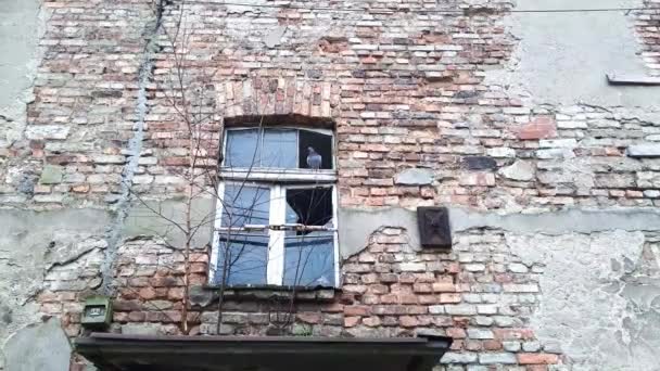Zerbrochenes Fenster, in dem Vogel sitzt. Taube und Ruinen. Alte, heruntergekommene, verlassene Gebäude mit kaputten Fenstern. Abgenutzte Ziegelfassade eines Hauses. Schönheit des Verfalls - Filmmaterial, Video