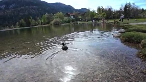 Boven en onder water video van een koet in een meer in Beieren - Video