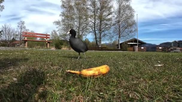 Nagranie z kogutem na łące ciekawie badającym banana - Materiał filmowy, wideo