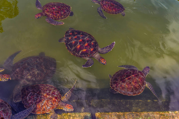 νέες θαλάσσιες χελώνες που ζουν σε ένα αγρόκτημα στην Αφρική προστατευμένες ενώ τρέφονται με φύκια - Φωτογραφία, εικόνα