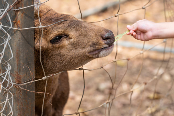Porträt eines jungen Hirsches im Zoo: Die Hand eines Kindes füttert ein eingezäuntes vierbeiniges Tier. - Foto, Bild
