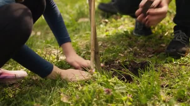 Διασφαλίζοντας την οικολογική ισορροπία και το φυσικό περιβάλλον, μητέρα και παιδί συνεργάζονται για τη φύτευση δέντρων στο δάσος. Ακτιβιστές σκάβουν τρύπες για βλαστούς, υποστηρίζουν τον βιώσιμο τρόπο ζωής. Κάμερα Α. - Πλάνα, βίντεο