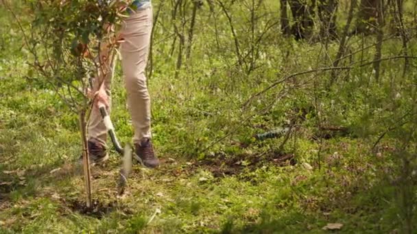 Nuori mies peittää pohja ja reikä istutuksen jälkeen pieni puu metsässä, työskentely lapio kasvattaa taimia ja säilyttää metsän elinympäristö. Aktivisti tekee vapaaehtoistyötä planeetan hyväksi. A-kamera. - Materiaali, video