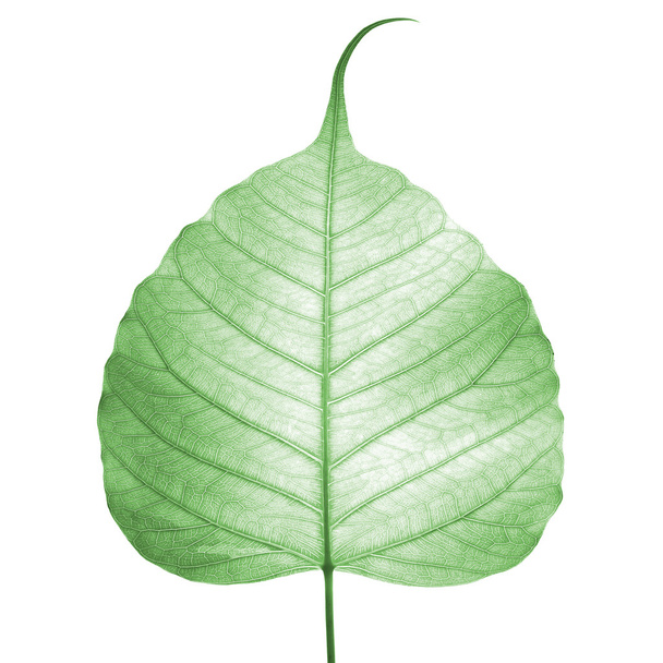 Vena verde della foglia (foglia di bodhi
 ) - Foto, immagini