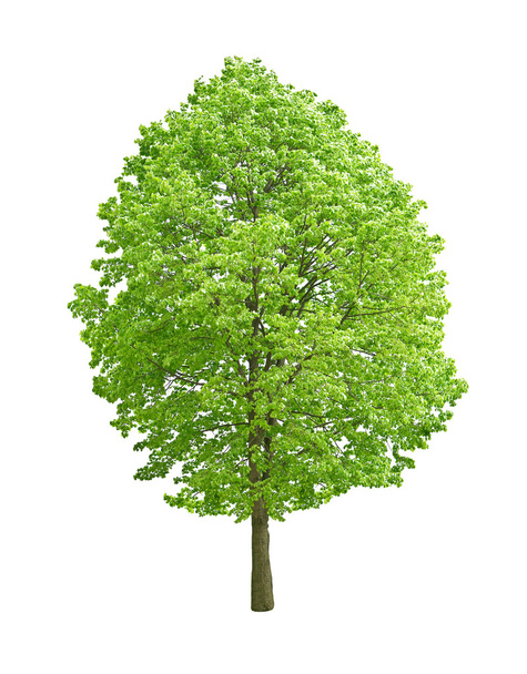 Tree - Фото, изображение