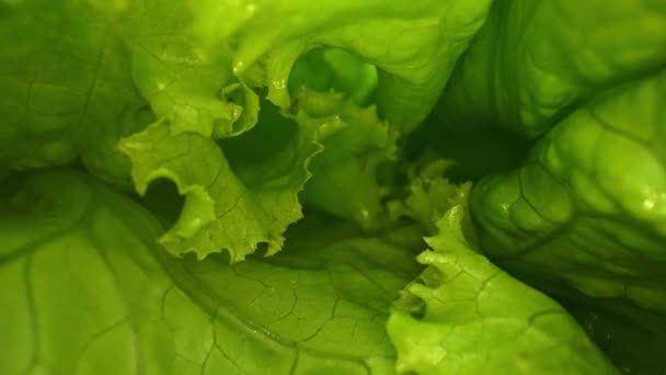 Makrografische, frische Salatblätter heben sich von einem schwarzen Hintergrund ab und schaffen einen markanten optischen Kontrast. Jede Nahaufnahme fängt die komplizierten Details und Texturen des Salats ein. Komestibel. - Filmmaterial, Video