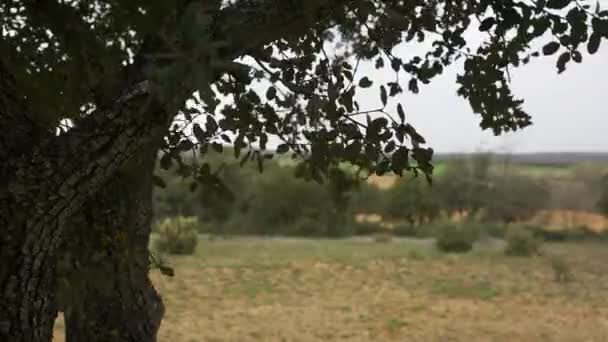 Υποκαταστήματα και φύλλα βελανιδιάς της Μεσογείου, που διακινούνται από τον αέρα στην ύπαιθρο, Ισπανία - Πλάνα, βίντεο
