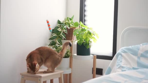 İngiliz kedisi rahatla ve evde küçük ağaç arka planıyla oyna - Video, Çekim