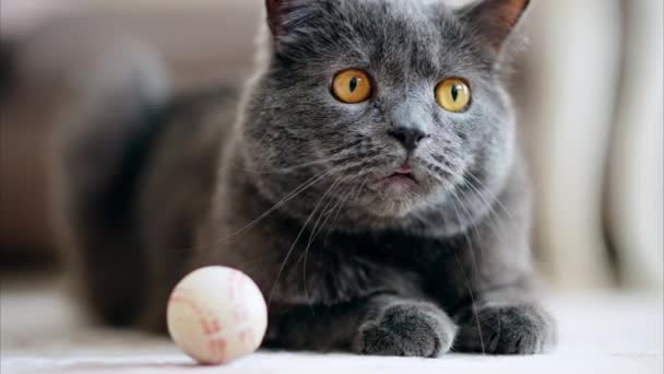 Brytyjski kot z pomarańczowymi oczami leżący na podłodze, w pobliżu piłki - Materiał filmowy, wideo