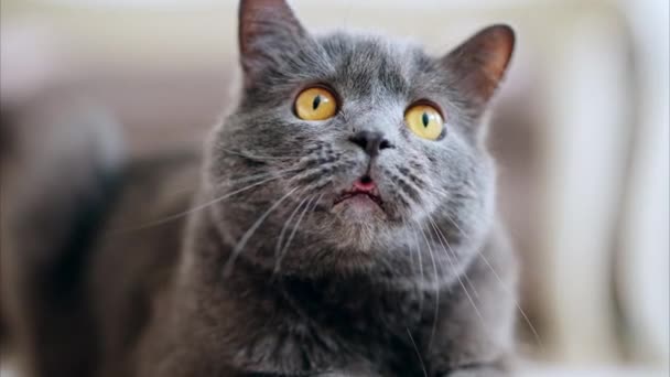 Brytyjski kot z pomarańczowymi oczami leżący na podłodze, rozglądający się dookoła - Materiał filmowy, wideo