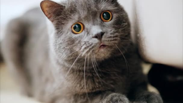 British Shorthair gatto con gli occhi arancioni sdraiato sul pavimento, guardarsi intorno - Filmati, video