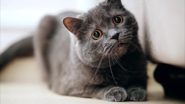 British Shorthair cat with orange eyes lying on the floor, looking around - Footage, Video