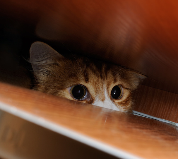 Kíváncsi vörös macska - Fotó, kép