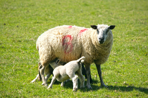 Spring lambs with their mum - Photo, Image