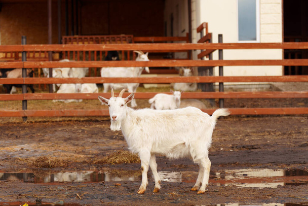 Goat is standing next to a fence on a farm, showcasing agriculture and farm life. - Photo, Image