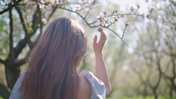 Brunetka kobieta w niebieskiej sukience pachnąca kwiatem na polu kwitnących drzew migdałowych - Materiał filmowy, wideo