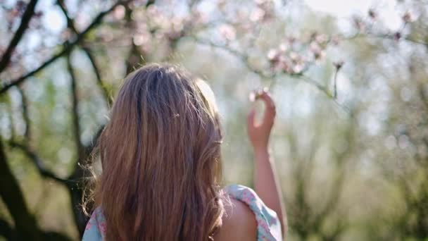 Brunetka kobieta w niebieskiej sukience pachnąca kwiatem na polu kwitnących drzew migdałowych - Materiał filmowy, wideo