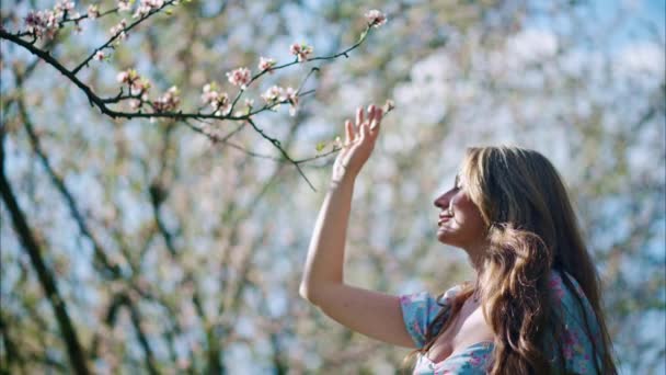Brunette woman in a blue dress smelling a flower in a field of blooming almond trees - Footage, Video