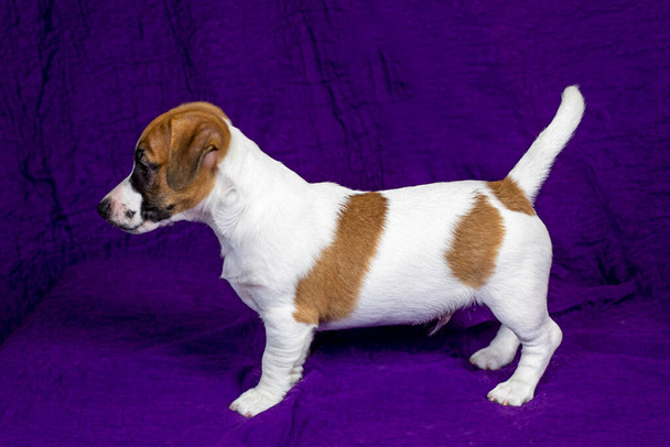 beautiful puppy stands on a purple background. Caring for pets and puppies - Photo, Image