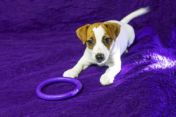 beautiful female puppy with a heart-shaped spot on her face lies on a purple background with a toy. Caring for pets and puppies - Photo, Image