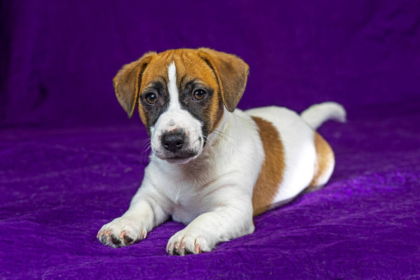 belo cachorro Jack Russell terrier encontra-se em um fundo roxo. Viajar com filhotes e transferência - Foto, Imagem