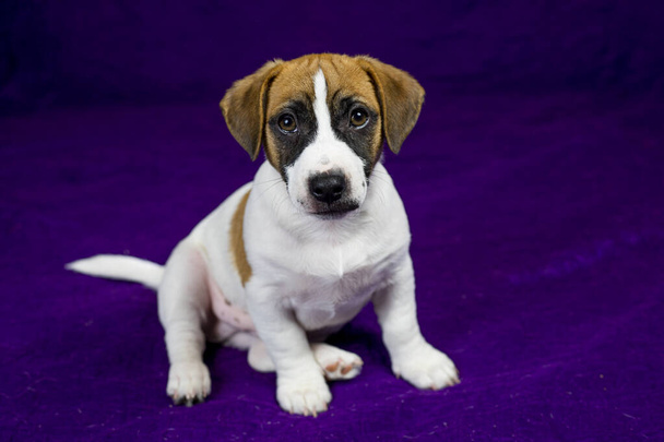 carino Jack Russell Terrier cucciolo si siede su uno sfondo viola nelle vicinanze. Viaggiare con cuccioli e animali domestici - Foto, immagini
