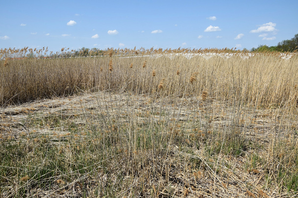 Reeds next to a river - Foto, Imagem