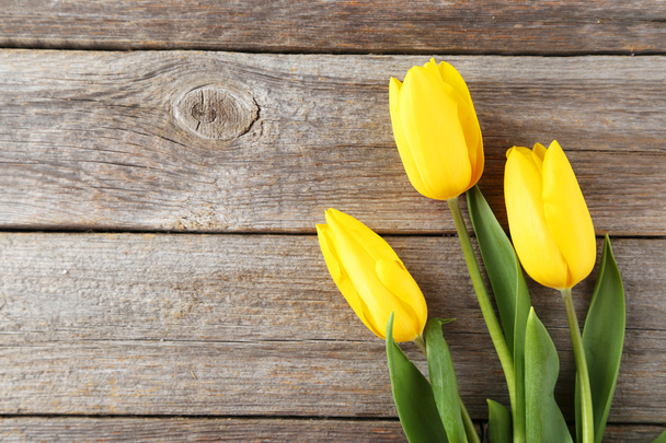 Beautiful yellow tulips - 写真・画像