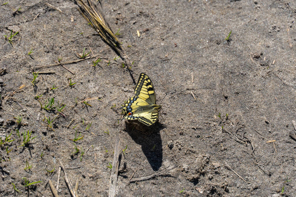 Το κίτρινο ματσούν είναι μια μέρα που η πεταλούδα του παλιού κόσμου καταπίνει. Papilio machaon από την οικογένεια των σπηλαίων papilionidae. Φυσικό μοτίβο από μπλε και κόκκινες κουκίδες λεπιδόπτερα στην κίτρινη πτέρυγα. Εντομολογία. - Φωτογραφία, εικόνα