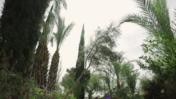 pálmafák a kertben - Felvétel, videó