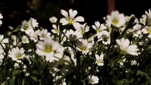 Kwitnące pąki kwitnących małych dzikich kwiatów kołyszących się na wietrze. Cerastium roczne wieloletnie rośliny kwitnące uprawiane w ogrodzie wiosennym. - Materiał filmowy, wideo
