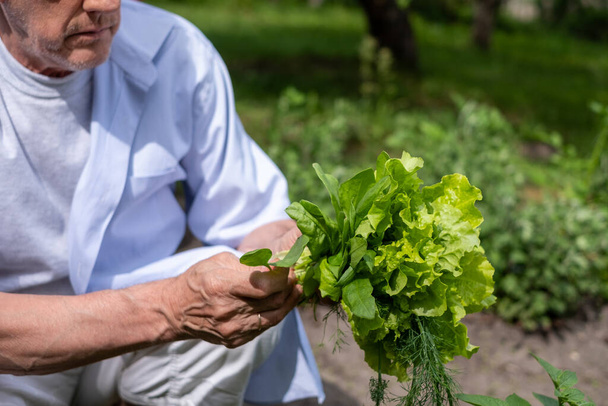 Mann inspiziert frisch gepflückten Salat und Kräuter in einem Garten, das Bild unterstreicht das persönliche Engagement im ökologischen Gärtnern. Hochwertiges Foto - Foto, Bild