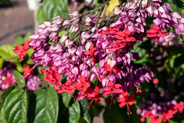 Pink flowers of clerodendrum thomsoniae bleeding glory-bower blossoming plant close up - Photo, Image