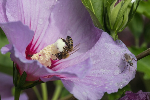 bee at flower - 写真・画像