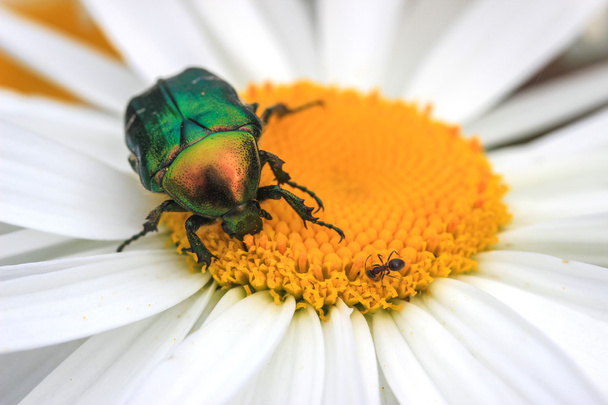 beetle at the flower - Фото, изображение