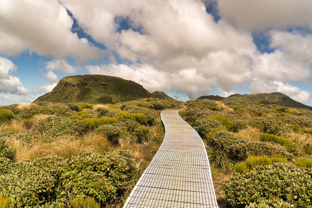 Exuberante arbusto nativo en las laderas del Monte Taranaki caminando hasta el Pouakai Tarns alpino - Foto, imagen