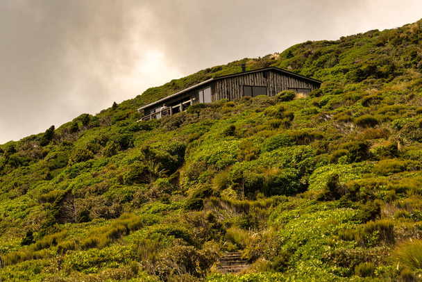 Buja őshonos bokor a Taranaki-hegy lejtőin, amely egészen az alpesi Pouakai Tarns-ig vezet. - Fotó, kép