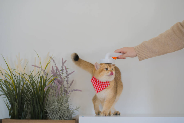huisdier zorg concept met eigenaar tijdens borstel en behandeling haar naar Britse kat in kattenhuis - Foto, afbeelding
